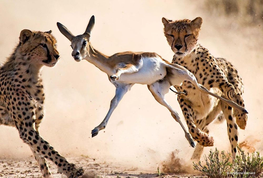 Nature on Hunt: These Wildlife Photographs Depict the Vicious Circle of Life