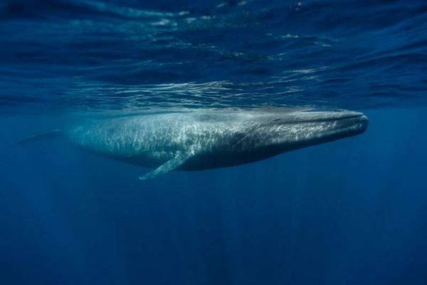 Undiscovered Population of Blue Whales Found in Western Indian Ocean