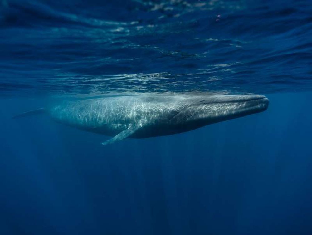 Undiscovered Population of Blue Whales Found in Western Indian Ocean