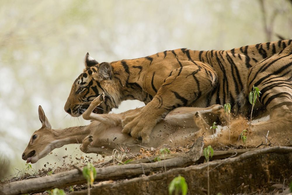 Wildlife Photographs Depicting the Vicious Circle of Life