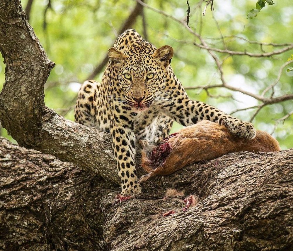 Wildlife Photographs Depicting the Vicious Circle of Life