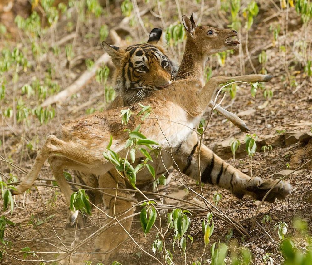 Wildlife Photographs Depicting the Vicious Circle of Life