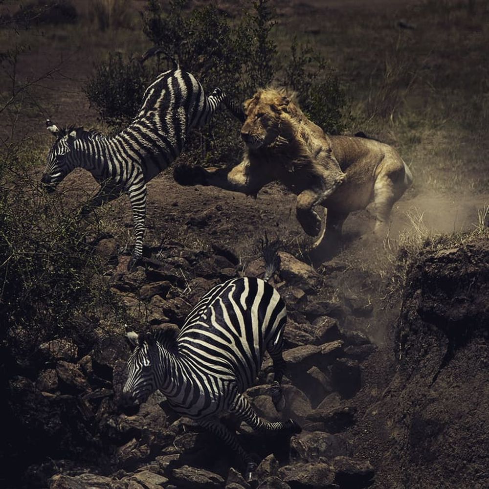 Wildlife Photographs Depicting the Vicious Circle of Life