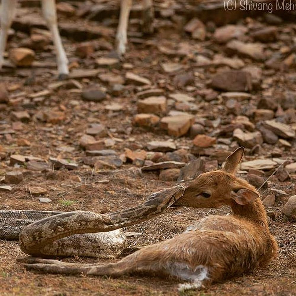 Wildlife Photographs Depicting the Vicious Circle of Life