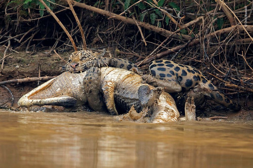 Wildlife Photographs Depicting the Vicious Circle of Life