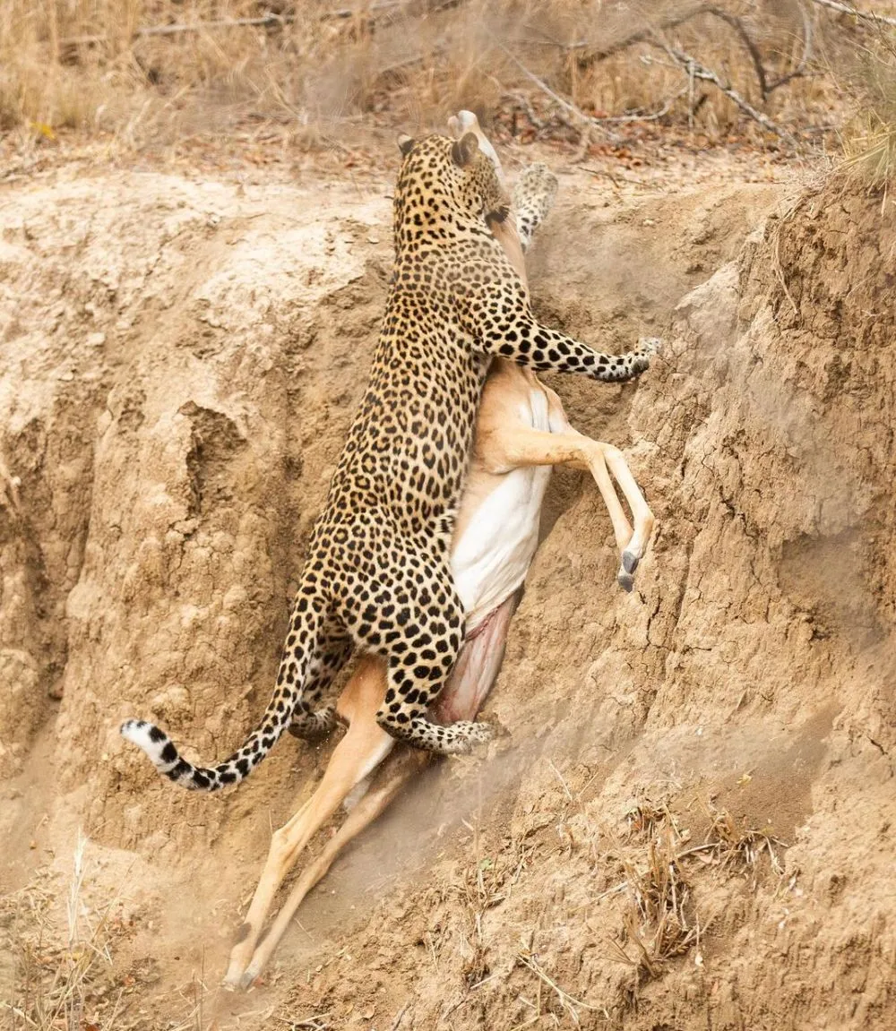 Wildlife Photographs Depicting the Vicious Circle of Life