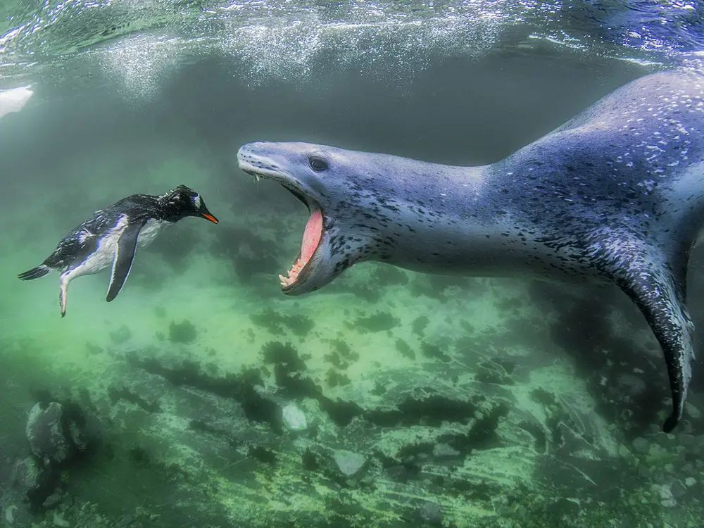 Wildlife Photographs Depicting the Vicious Circle of Life