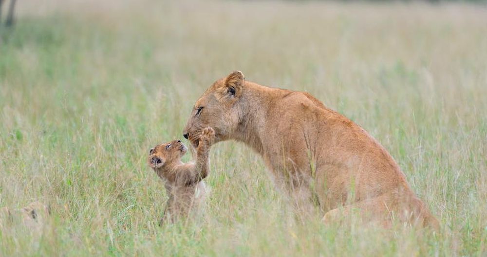 Wildlife Sanctuaries across the World Saving Endangered Species