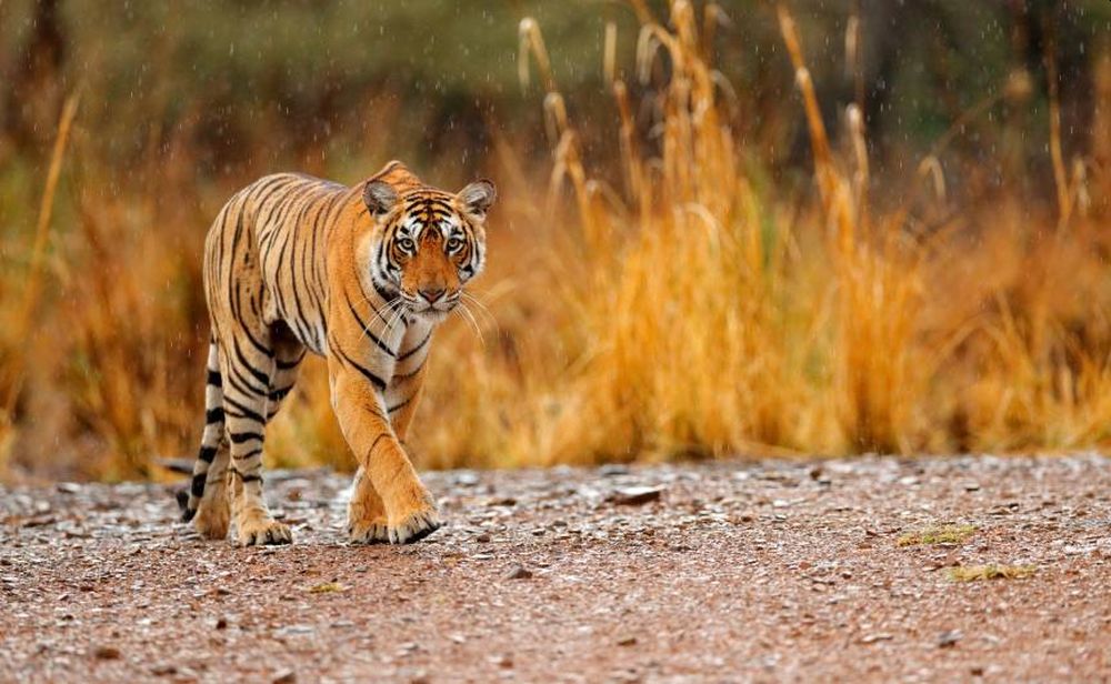 Wildlife Sanctuaries across the World Saving Endangered Species