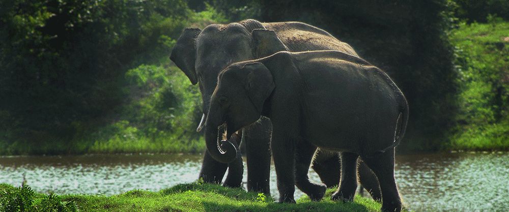 Wildlife Sanctuaries across the World Saving Endangered Species