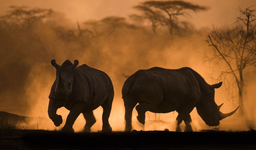 Big Five of the Jungle: A Photographic Journal of These Majestic African Animals