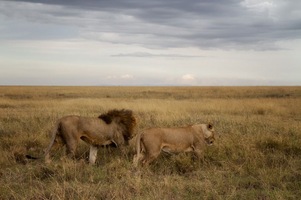 Big Five of the Jungle: A Photographic Journal of These Majestic African Animals