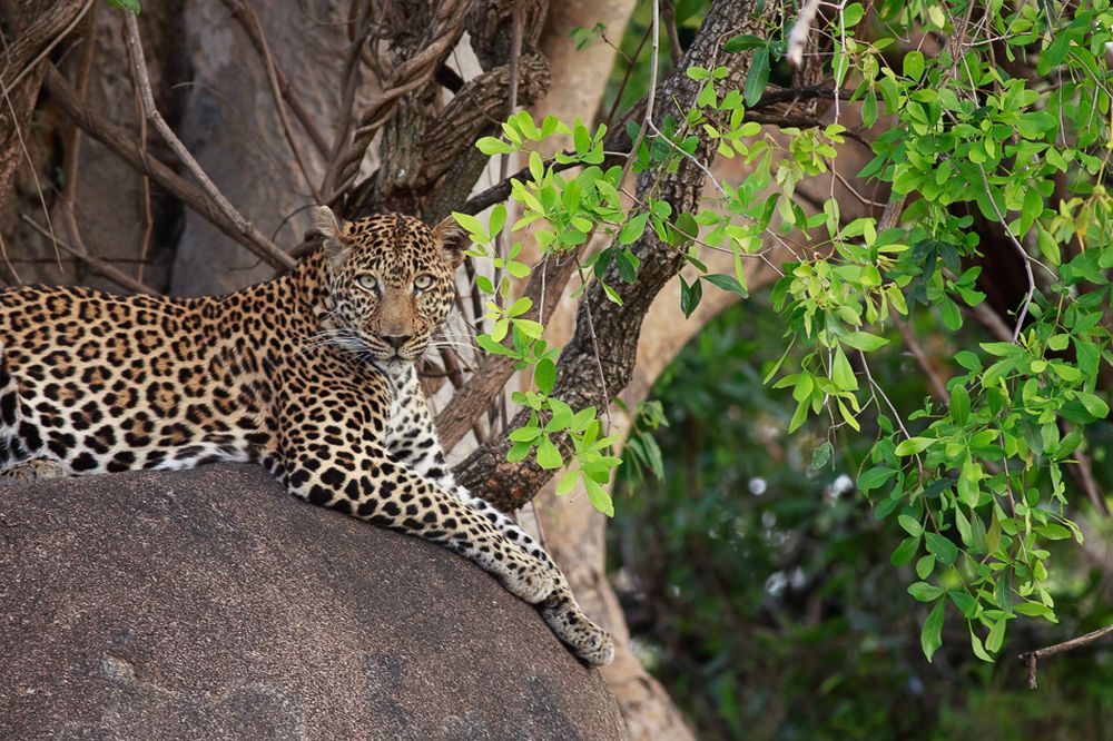 Big Five of the Jungle: A Photographic Journal of These Majestic African Animals