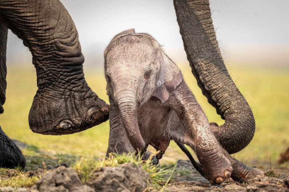 Big Five of the Jungle: A Photographic Journal of These Majestic African Animals