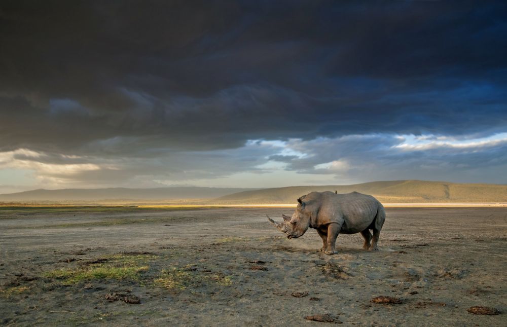 Big Five of the Jungle: A Photographic Journal of These Majestic African Animals