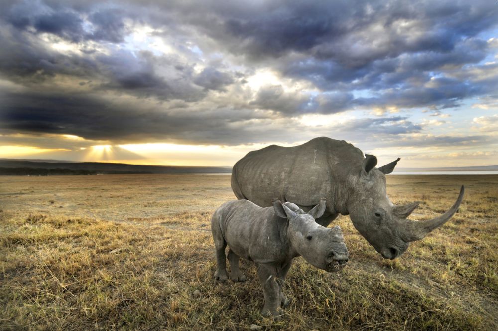 Big Five of the Jungle: A Photographic Journal of These Majestic African Animals