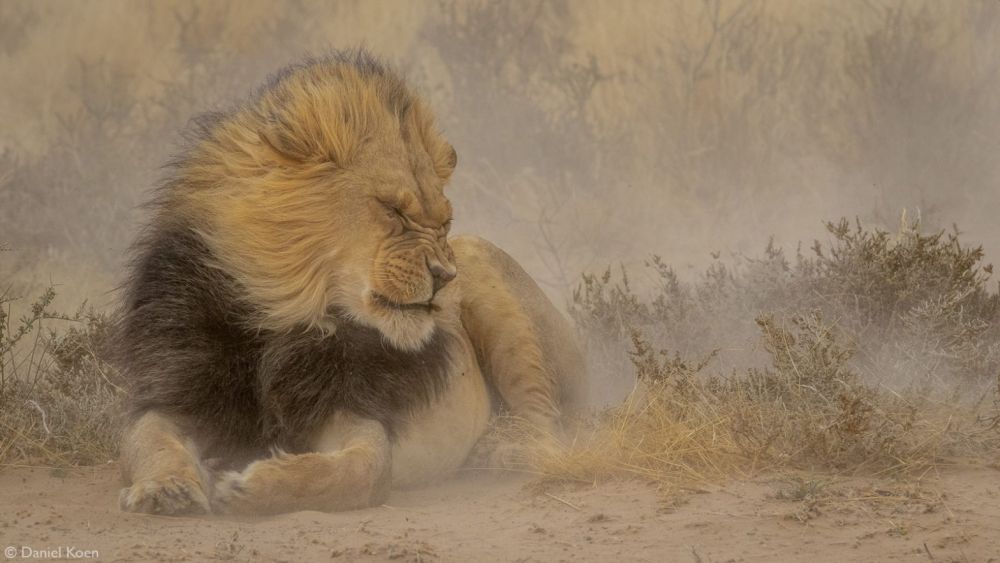 Big Five of the Jungle: A Photographic Journal of These Majestic African Animals