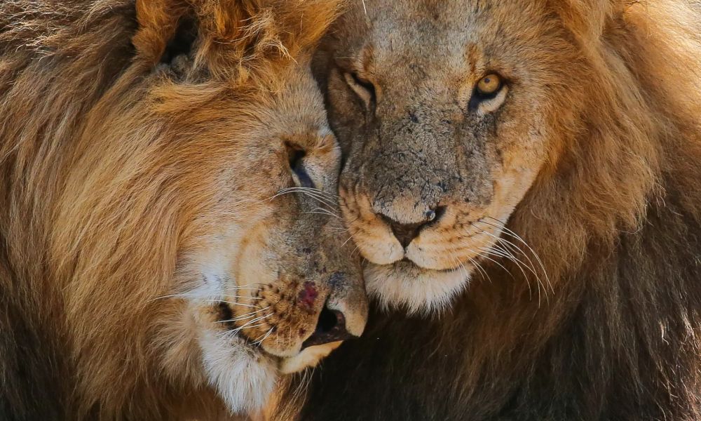 Big Five of the Jungle: A Photographic Journal of These Majestic African Animals