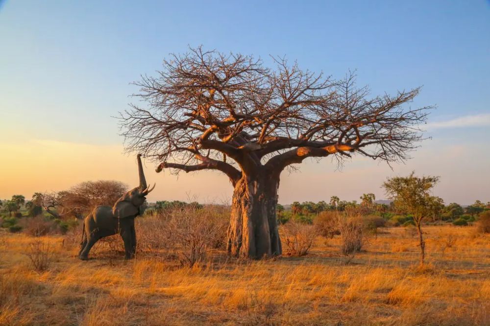 Big Five of the Jungle: A Photographic Journal of These Majestic African Animals