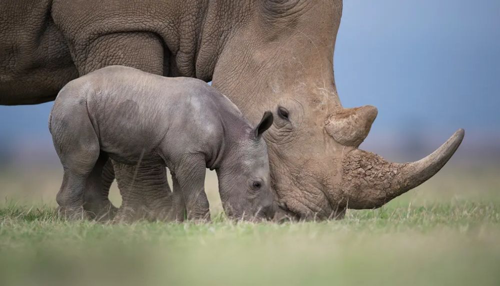 Big Five of the Jungle: A Photographic Journal of These Majestic African Animals