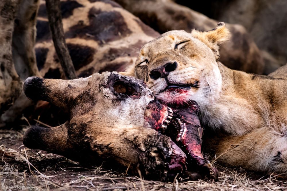 Big Five of the Jungle: A Photographic Journal of These Majestic African Animals