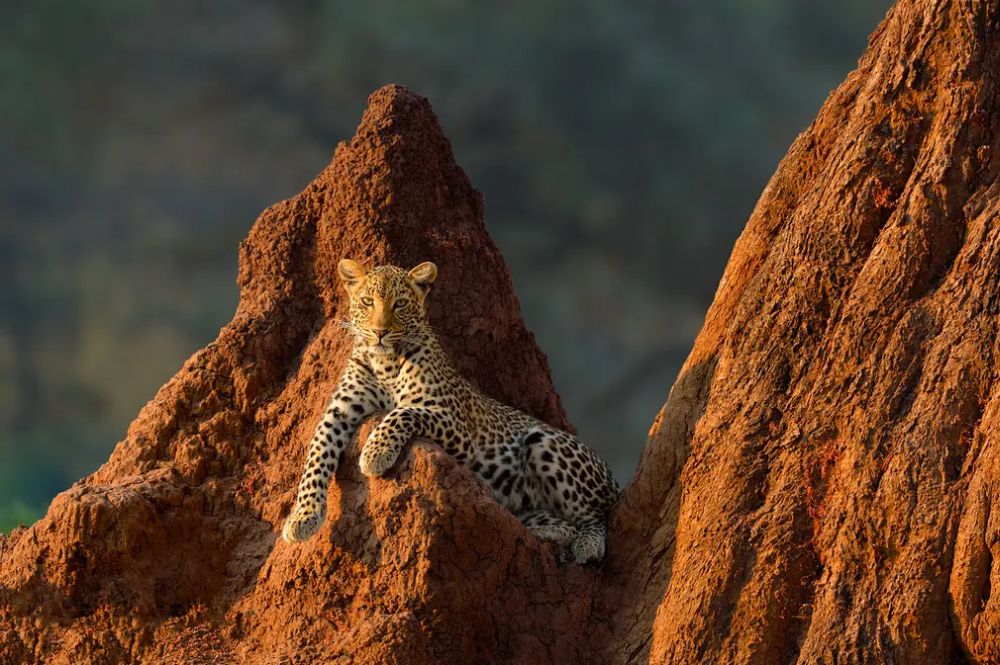 Big Five of the Jungle: A Photographic Journal of These Majestic African Animals