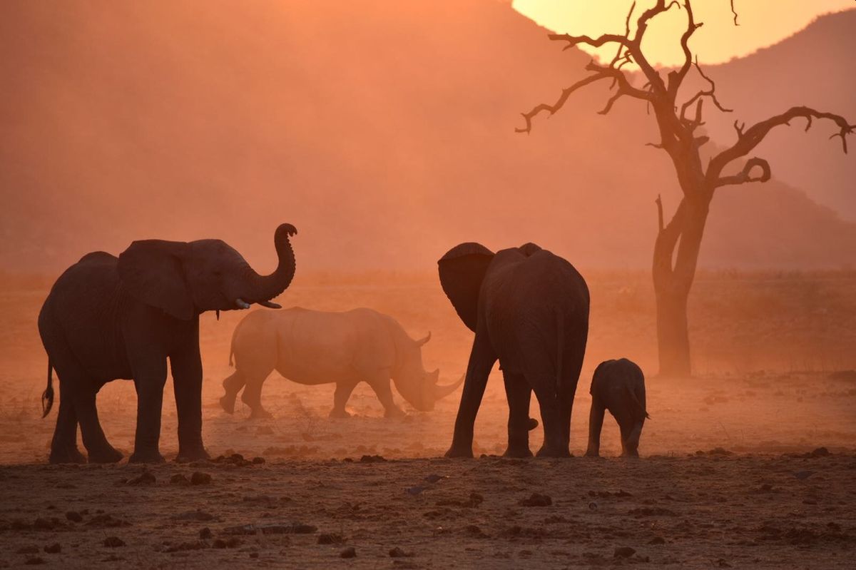 Big Five of the Jungle: A Photographic Journal of These Majestic African Animals