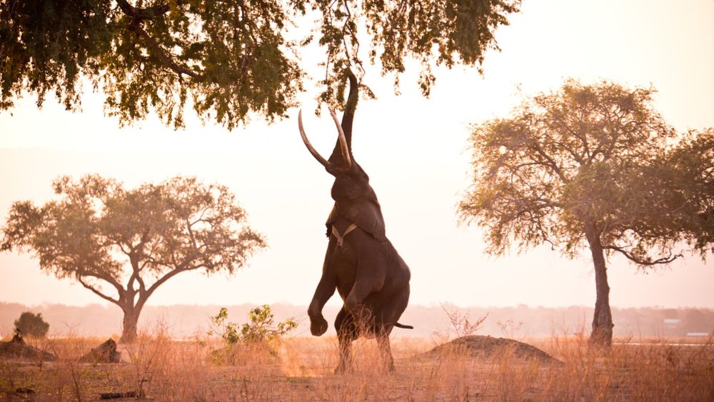 Big Five of the Jungle: A Photographic Journal of These Majestic African Animals