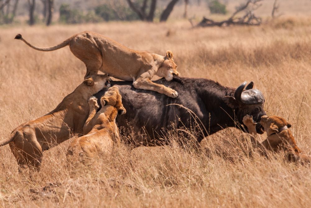 Big Five of the Jungle: A Photographic Journal of These Majestic African Animals