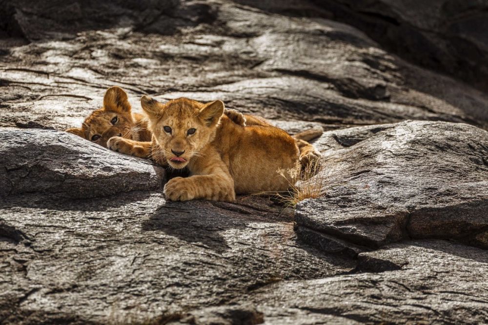 Big Five of the Jungle: A Photographic Journal of These Majestic African Animals