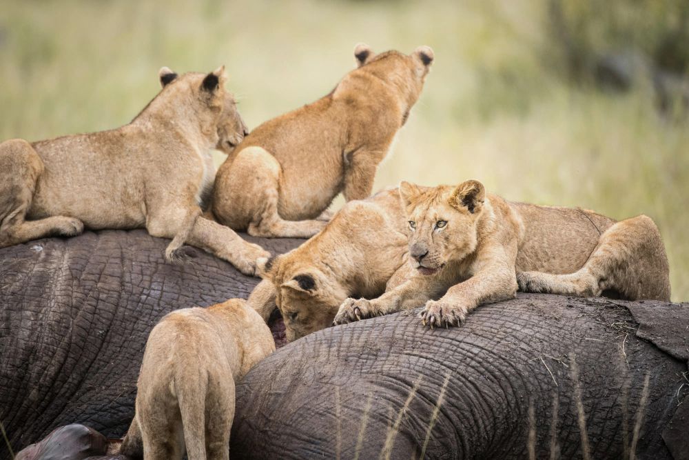 Big Five of the Jungle: A Photographic Journal of These Majestic African Animals