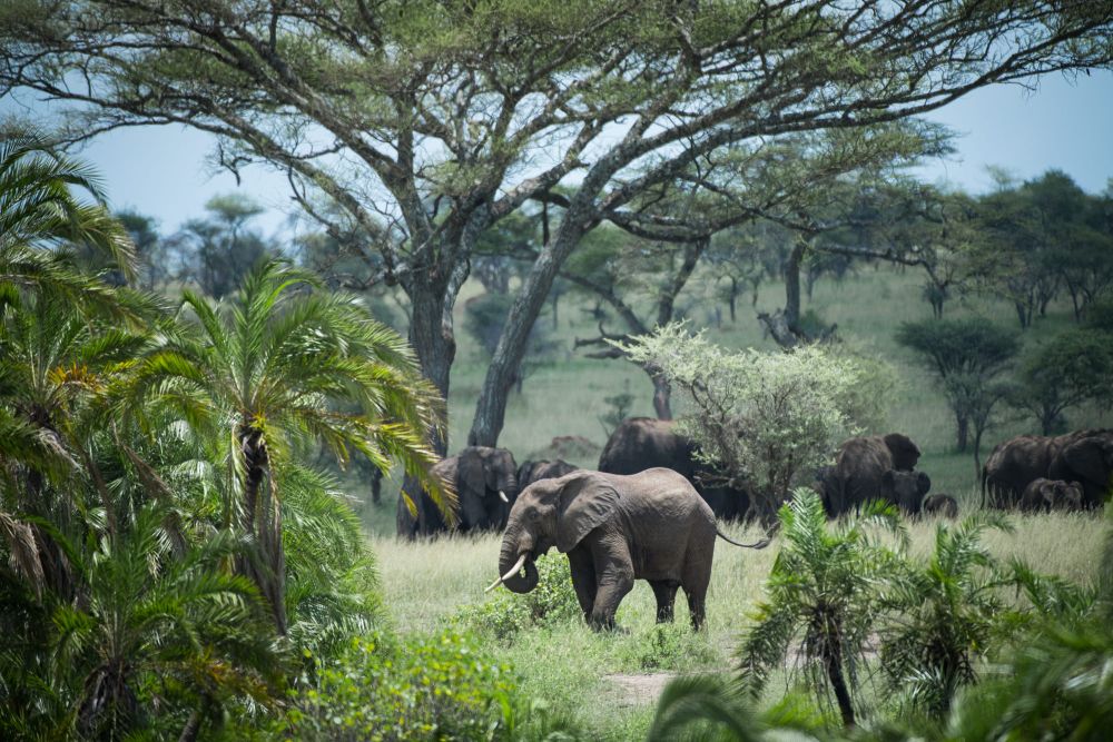 Big Five of the Jungle: A Photographic Journal of These Majestic African Animals