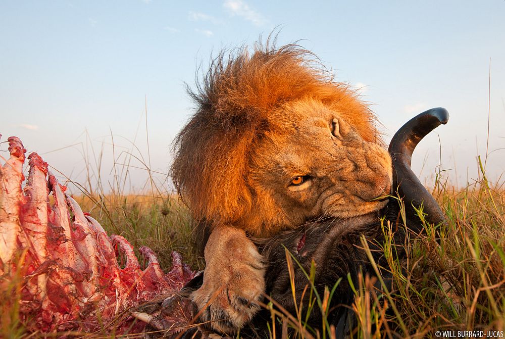 Big Five of the Jungle: A Photographic Journal of These Majestic African Animals