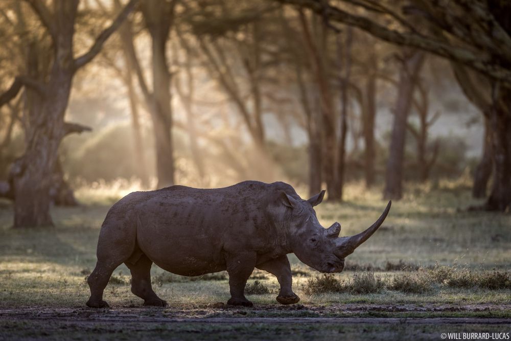 Big Five of the Jungle: A Photographic Journal of These Majestic African Animals