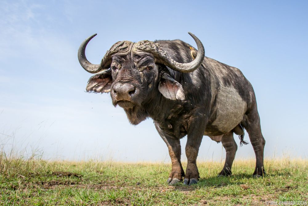 Big Five of the Jungle: A Photographic Journal of These Majestic African Animals