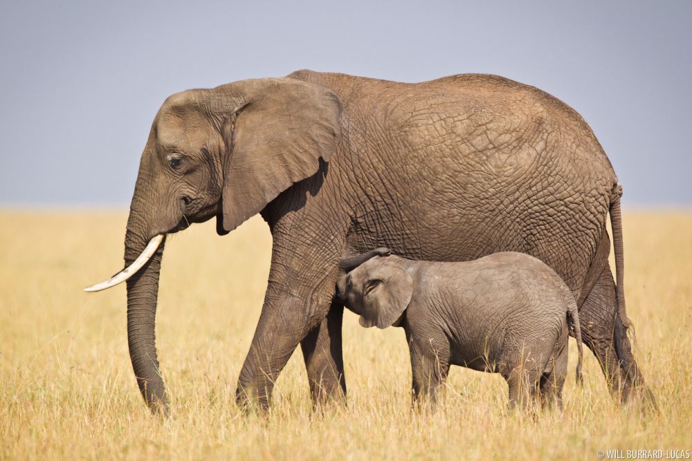 This Mother’s Day, Let’s Celebrate Motherhood in Animal Kingdom