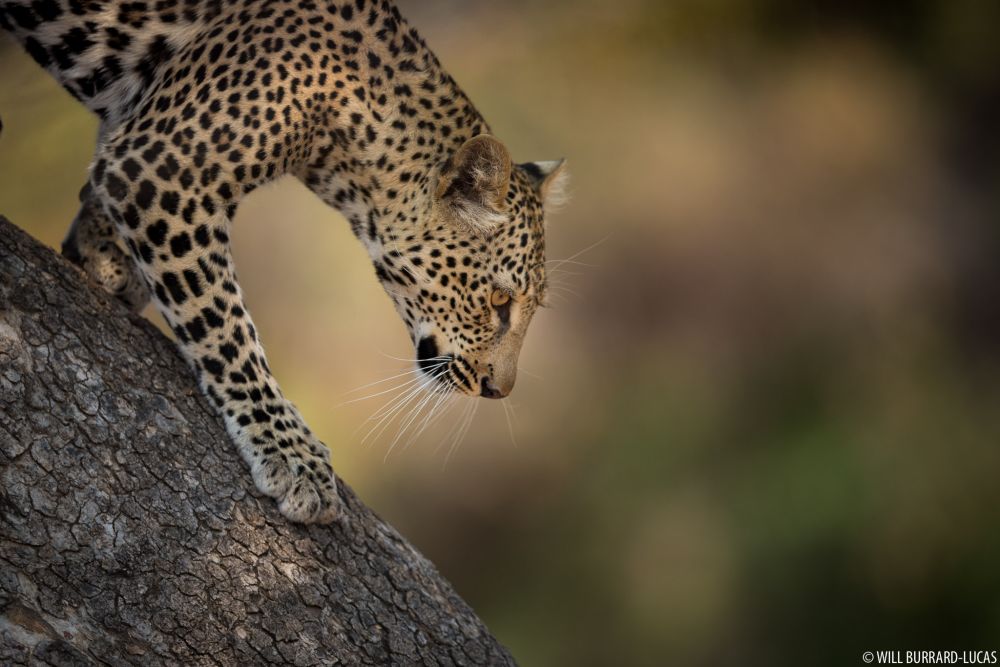 Big Five of the Jungle: A Photographic Journal of These Majestic African Animals