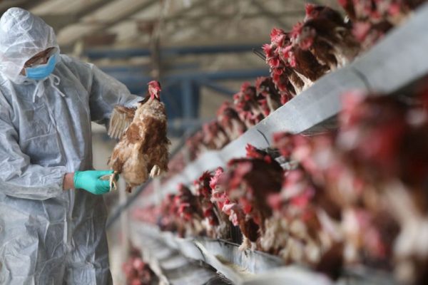 Bird Flu Increases Death Toll in Several States in India, Authorities at Alert