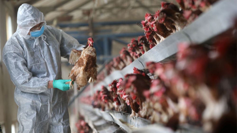 Bird Flu Increases Death Toll in Several States in India, Authorities at Alert