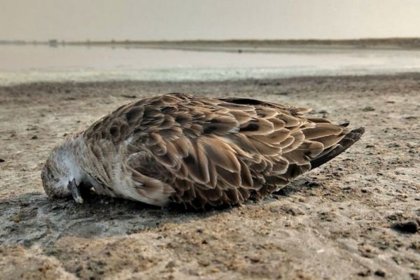 Centre Issues Guidelines after Concerning Bird Deaths in Himachal and Rajasthan