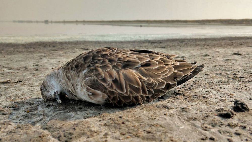 Centre Issues Guidelines after Concerning Bird Deaths in Himachal and Rajasthan