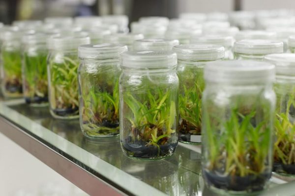 Lab-grown plant tissue by MIT