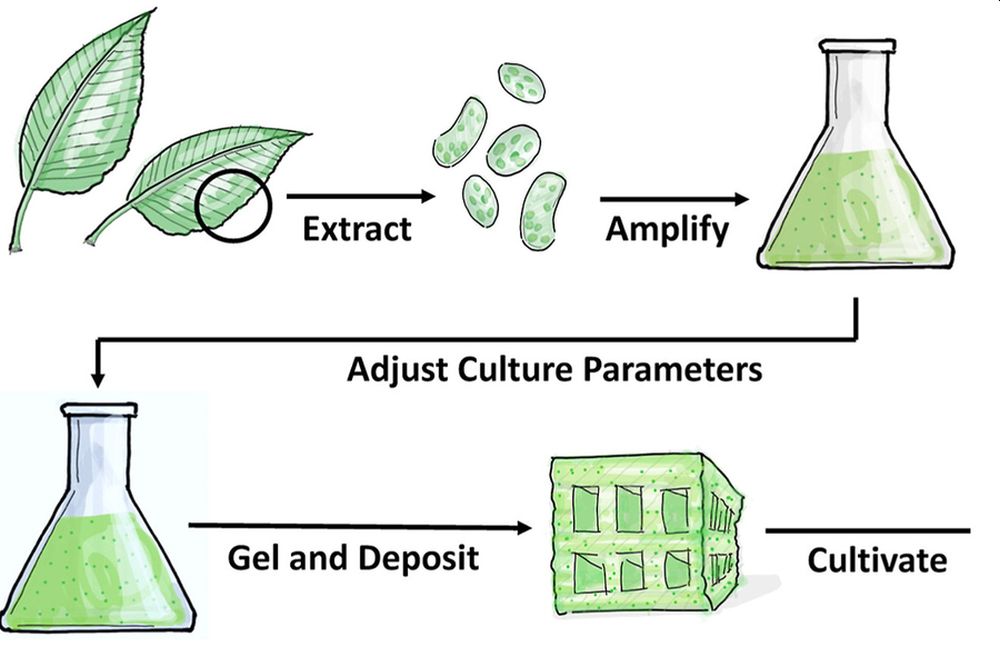 Lab-grown plant tissue by MIT