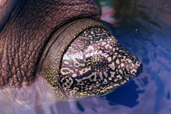 Discovery of a female of Swinhoe’s softshell turtle, the most endangered turtle