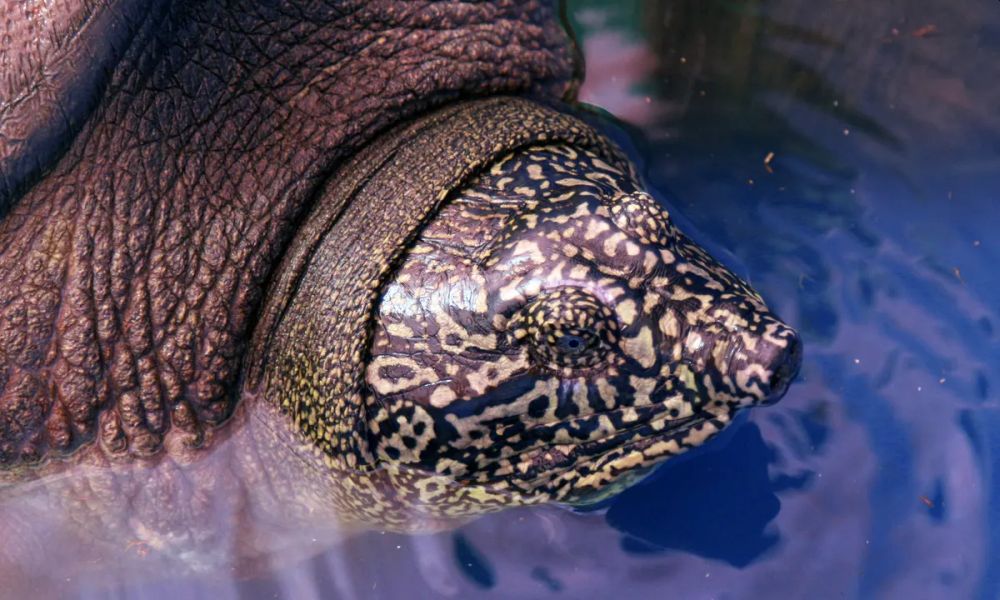 Discovery of a female of Swinhoe’s softshell turtle, the most endangered turtle