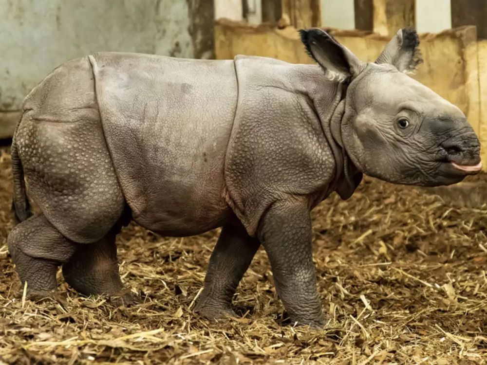 Endangered Indian Rhino Gives Birth to a Female Calf at Polish Zoo