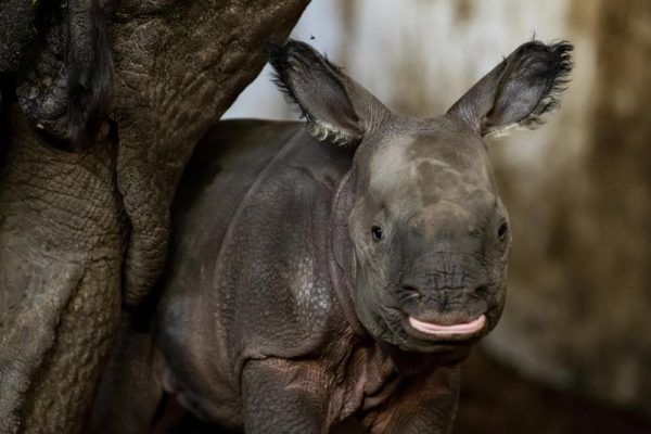 Endangered Indian Rhino Gives Birth to a Female Calf at Polish Zoo