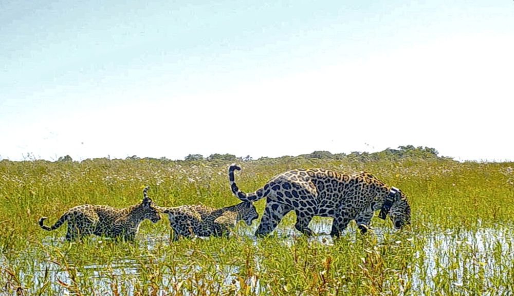 Endangered Jaguar Reintroduced to Wetlands of Argentina after 70 Years