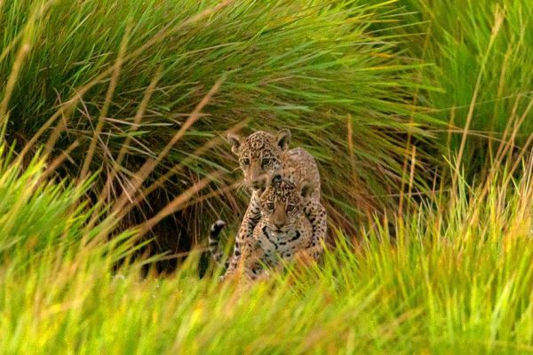 Endangered Jaguar Reintroduced to Wetlands of Argentina after 70 Years