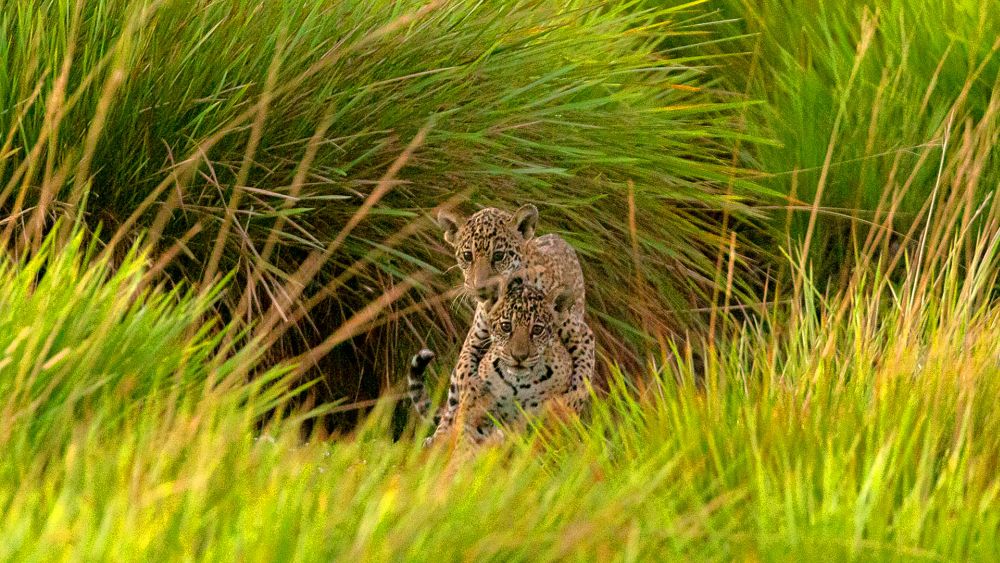 Endangered Jaguar Reintroduced to Wetlands of Argentina after 70 Years